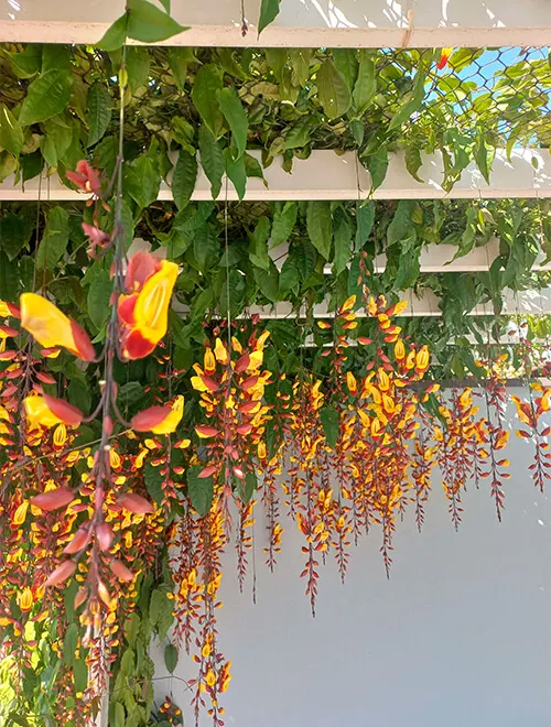 Limpeza de Área Externa